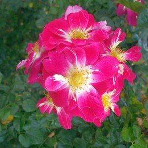 WILD ROSE 2 ~ COPY OF MY PHOTO 8" x 10"